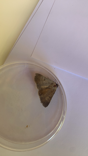 Scarce Blackneck