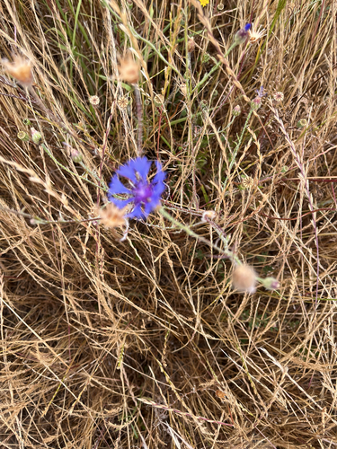 Cornflower