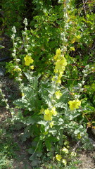 Verbascum undulatum