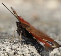 Aglais io