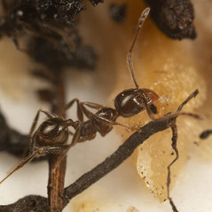 Pheidole capensis