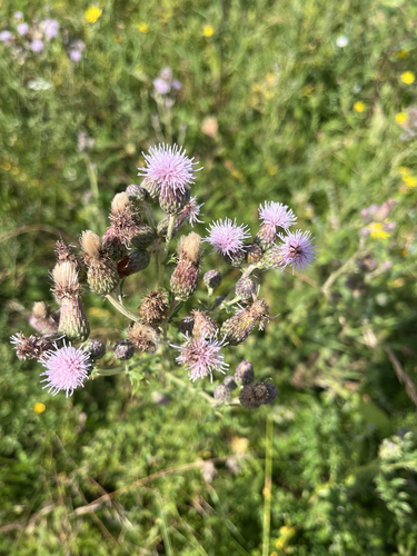 creeping thistle