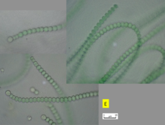 Nostoc microscopicum