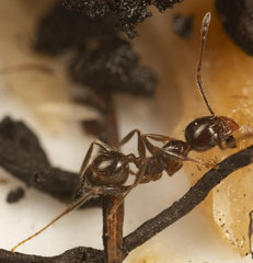 Pheidole capensis