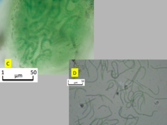 Nostoc microscopicum