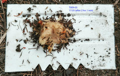 Pheidole capensis