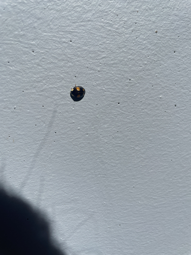 Asian Lady Beetle