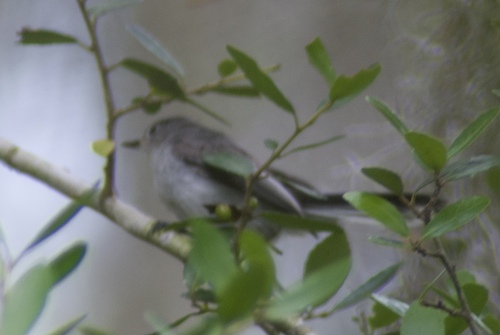Blue-gray Gnatcatcher