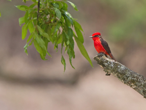 Pyrocephalus rubinus