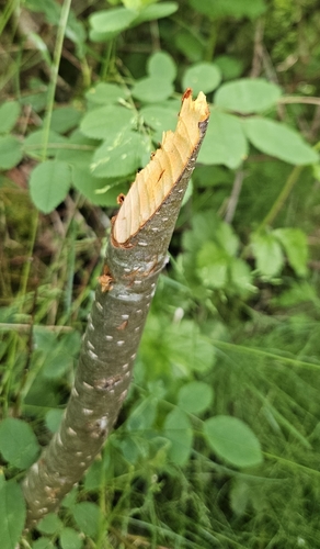 Canadian Beaver