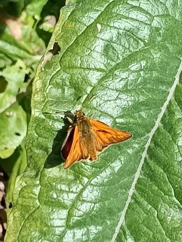 Large Skipper