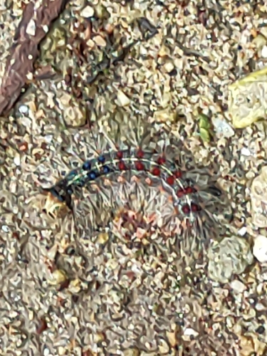 Spongy Moth