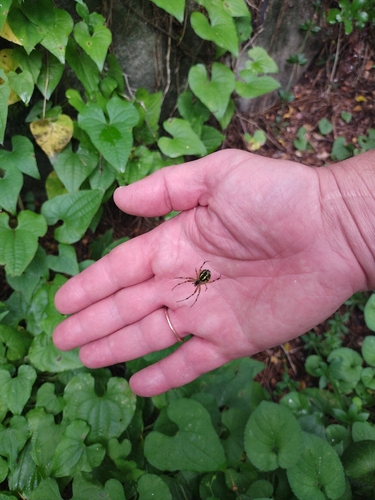 Bordered Orbweaver