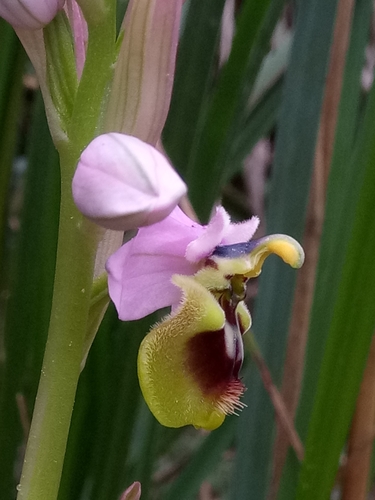 Ophrys tenthredinifera image