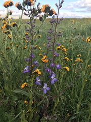Delphinium recurvatum