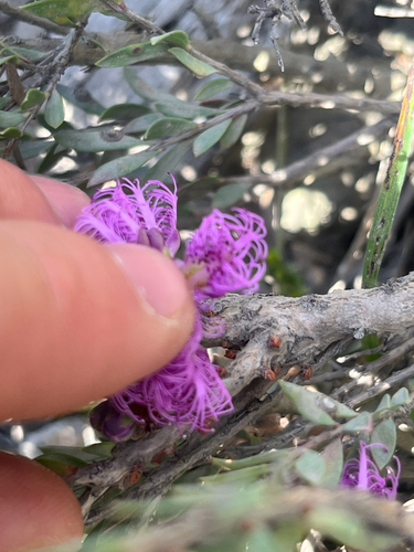 Melaleuca thymifolia, photograph 2
