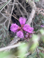 Melaleuca thymifolia