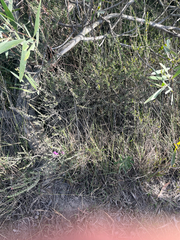 Melaleuca thymifolia, photograph (c) bughntr, some rights reserved (CC BY-SA)