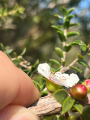 Leptospermum squarrosum, photograph (c) bughntr, some rights reserved (CC BY-SA)