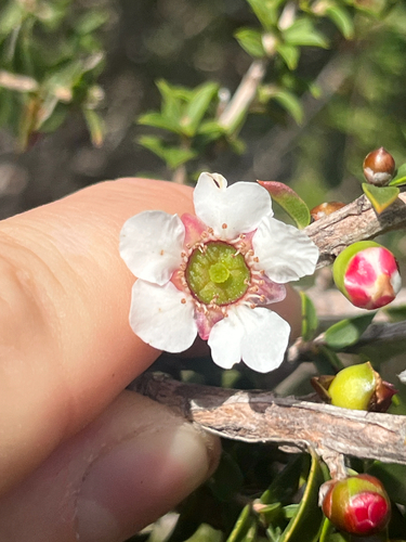 Leptospermum squarrosum, photograph 1