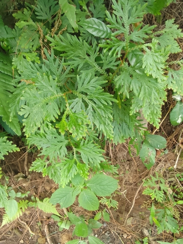 Selaginella plana observed 2026-06-13