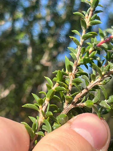 Leptospermum squarrosum, photograph 4