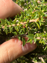 Leptospermum squarrosum, photograph (c) bughntr, some rights reserved (CC BY-SA)