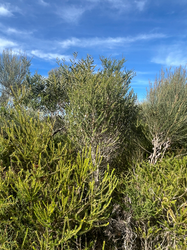 Leptospermum squarrosum, photograph 5