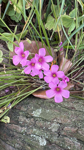 pink-sorrel