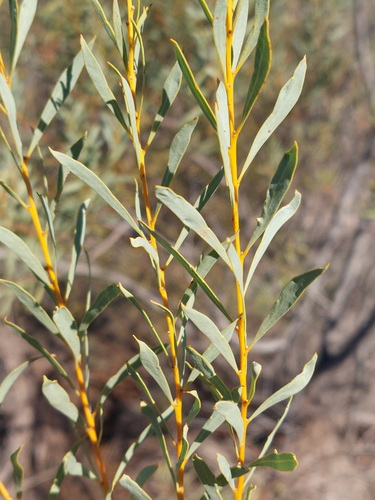 Acacia decora, photograph 5