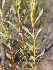 (c) Ruth Palsson, some rights reserved (CC BY-SA) Acacia decora, photograph (c) Ruth Palsson, some rights reserved (CC BY-SA)