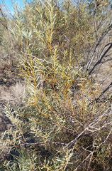 Acacia decora, photograph (c) Ruth Palsson, some rights reserved (CC BY-SA)