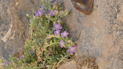 (c) frangp, some rights reserved (CC BY) Campanula mollis, photograph (c) frangp, some rights reserved (CC BY)