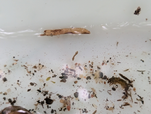 Common Blackflies