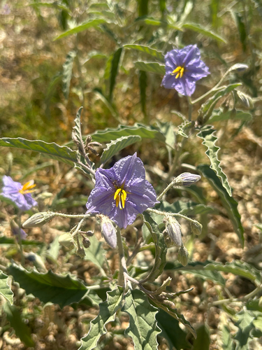 silverleaf nightshade