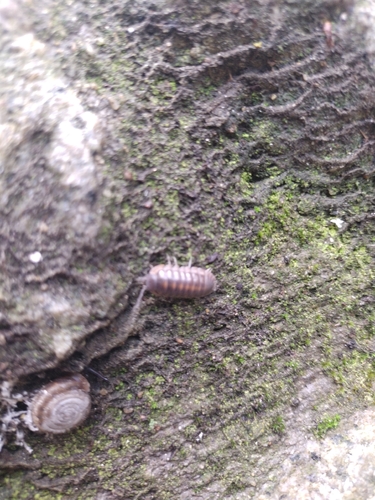 Pillbugs