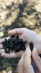 Juga plicifera