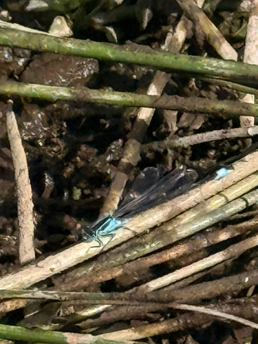 Blue-tailed Damselfly