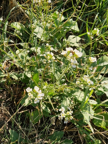 Diplotaxis fausse roquette