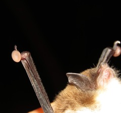 Thyroptera tricolor