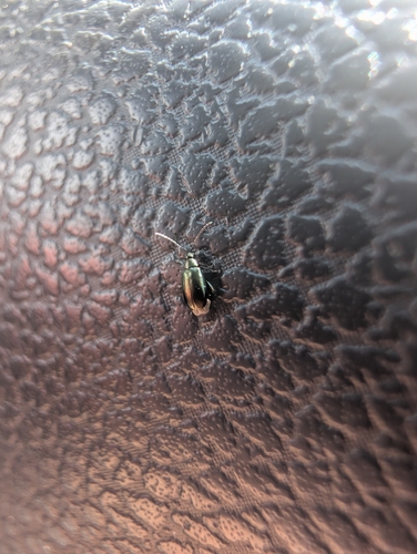 Phyllotreta nigripes