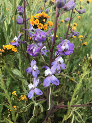 Delphinium recurvatum