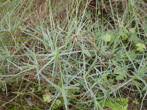 Cynodon dactylon
