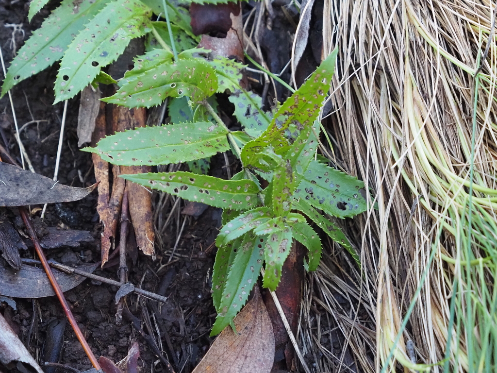 Veronica derwentiana; photograph (c) Josh, some rights reserved (CC BY)