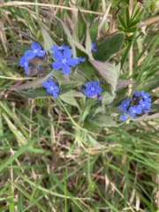 Pentaglottis sempervirens