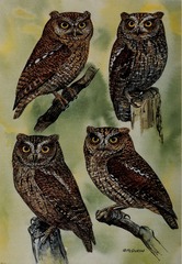 Nicobar Scops Owl photo 2