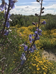 Delphinium recurvatum