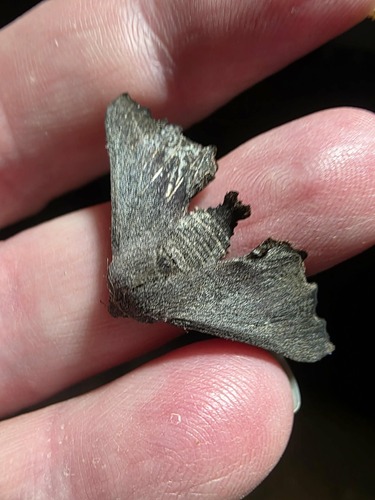 Amphiclasta lygaea