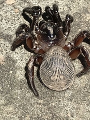 Cyclocosmia truncata