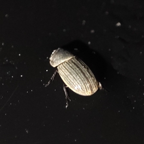 Ataenius